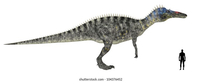 Illustration Of A Comparison Of The Size Of An Adult Suchomimus (dinosaur Species) With An Average Adult Male Human (1.8 Meters)