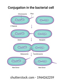 Illustration Of Conjugation In The Bacterial Cell 