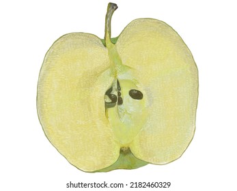 Illustration Of Cross Section Of Green Apple