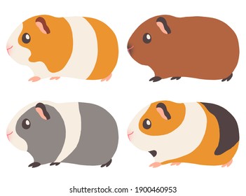 555 Guinea pig side view Images, Stock Photos & Vectors | Shutterstock