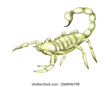 Illustration Of Deathstalker Scorpion On White Background 