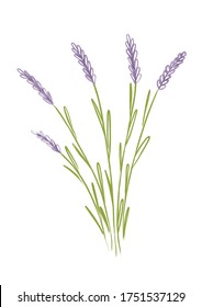 854 Lavender sprig Stock Illustrations, Images & Vectors | Shutterstock