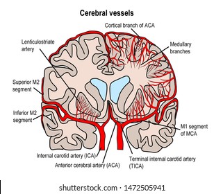 Illustration Demonstrate Arteries Feeding Brain Stock Illustration ...