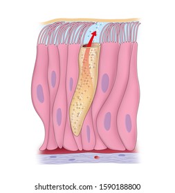 Illustration Depicting Pseudostratified Ciliated Columnar Epithelium