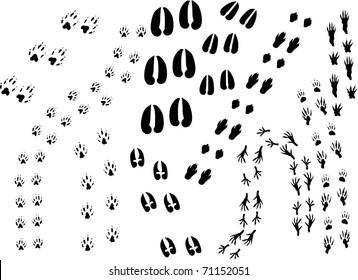 illustration with different animal tracks isolated on white
