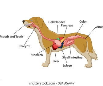 Illustration Of Digestive System Of The Dog Anatomy