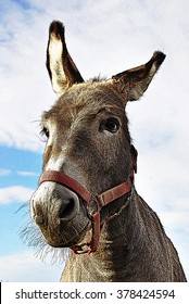 illustration of donkey with red head collar