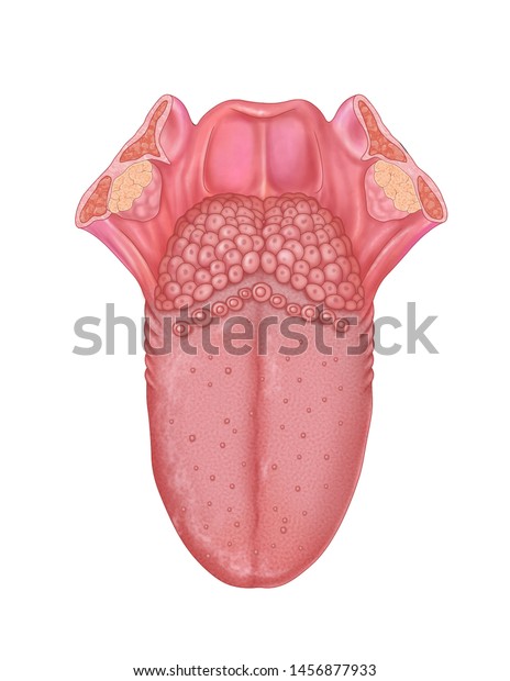 Illustration Dorsal Surface Tongue Taste Buds Stock Illustration ...