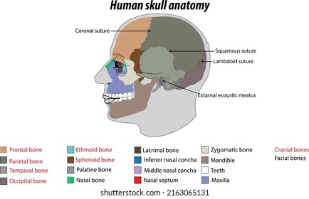 ethmoid bone labeled nasal septum