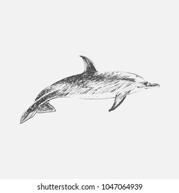 Illustration Drawing Style Atlantic Dotted Dolphin Stock Illustration 