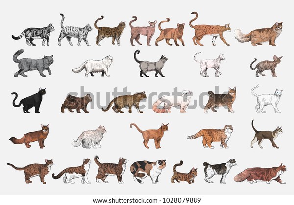 Illustration Drawing Style Cat Breeds Collection Stock Illustration ...