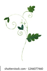 Featured image of post Easy Watermelon Creeper Plant Drawing Did you scroll all this way to get facts about watermelon drawing
