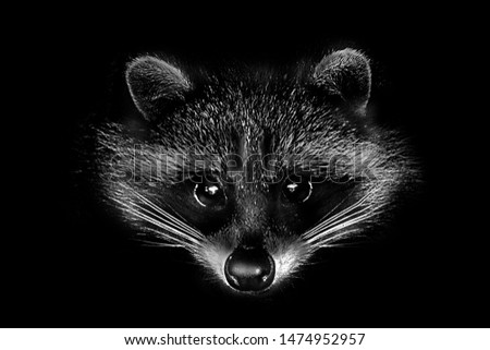 Similar – Die Raccoons Waschbär