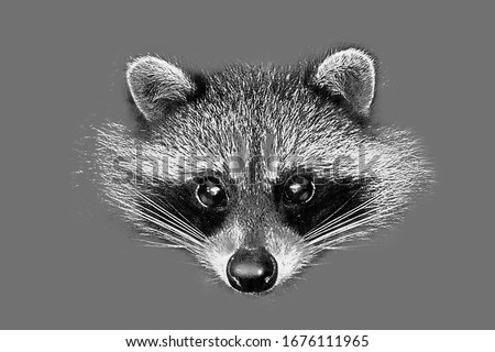 Similar – Die Raccoons Waschbär