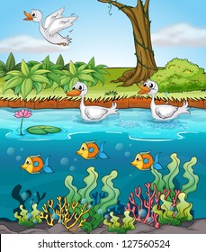 Illustration duck   fishes