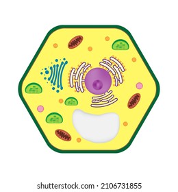 Illustration Of Eukaryotes Or Plant Structure Shows Cell Wall, Membrane, Nucleus And Organelle In Cytoplasm On White Background.