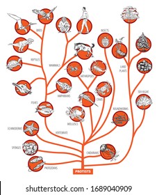 Illustration Of Evolution Tree Of Living Beings.