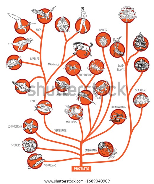 生き物の進化の木のイラスト のイラスト素材