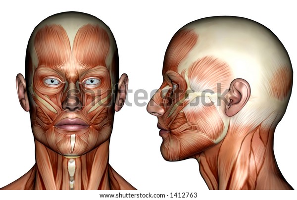 Illustration Face Muscles Stock Illustration 1412763 | Shutterstock