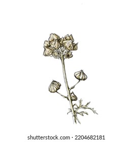 Illustration Of A Faded Mallow, Plant