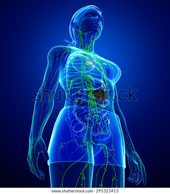 Illustration Female Body Lymphatic System Stock Illustration 295323413