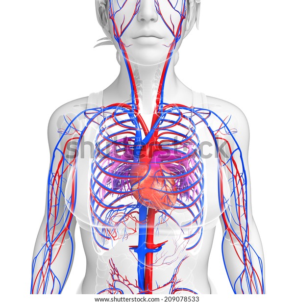 Illustration Female Circulatory System Stock Illustration 209078533