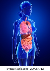 Illustration Female Digestive System Stock Illustration 209067712 