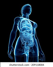 Illustration of female digestive system x-ray artwork
