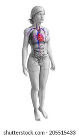 Illustration Of Female Heart Anatomy