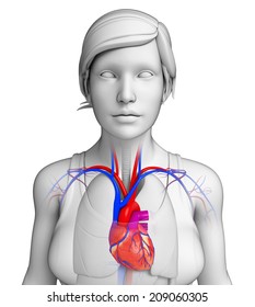 Illustration Of Female Heart Anatomy