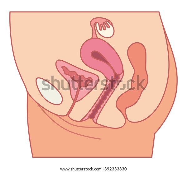 下腹部の女性の断面図と輪郭図 のイラスト素材