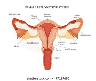 Female Anatomy Chart Images, Stock Photos & Vectors ...