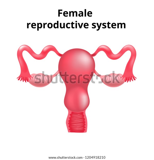 Illustration Female Reproductive System Human Anatomy 스톡 일러스트 1204918210 7488