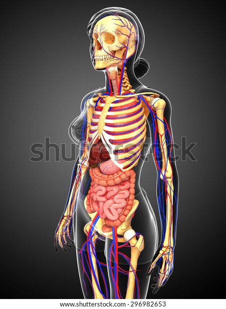 Illustration Female Skeletal Digestive Circulatory System Stock ...