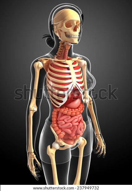 Illustration Female Skeleton Digestive System Stock Illustration ...