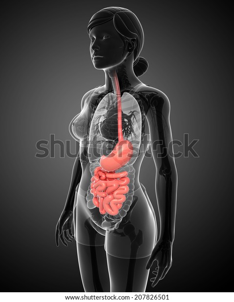 Illustration Female Small Intestine Anatomy Stock Illustration 207826501 Shutterstock 