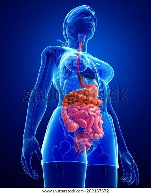 Illustration Female Small Intestine Anatomy Stock Illustration 209137372