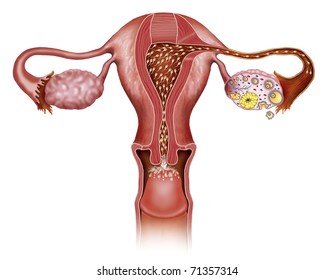 Illustration of fertilization of the egg and the female uterus.
