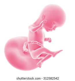 Baby For Rose Unborn Hd Stock Images Shutterstock