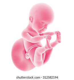 Baby For Rose Unborn Hd Stock Images Shutterstock Baby For Rose Unborn Hd Stock Images Shutterstock