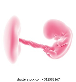 8 Weeks Pregnant Images, Stock Photos & Vectors | Shutterstock