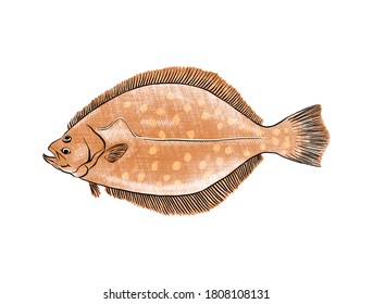 Illustration of Flounder, a small flat sea fish that is used for food, isolated on white background.