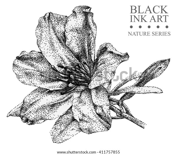 手描きの黒い墨で アザレアと花のイラスト 図 点描画法 デザイン用花柄エレメント のイラスト素材