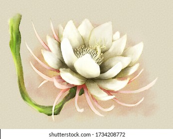 Illustration flower named Queen the Night  painted like traditional painting 
