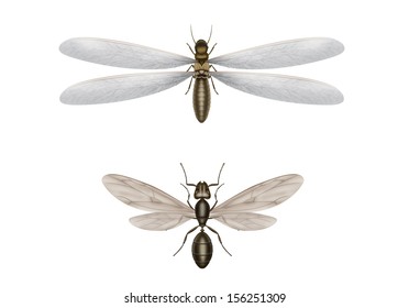 Illustration of flying termite and flying ant
