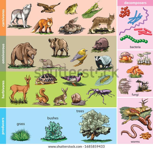 Illustration of food chain\
divided into producers, herbivores, omnivores, carnivores and\
decomposers.