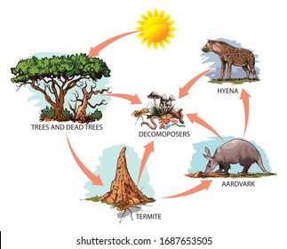 Illustration of food chain: sun, trees, termites, aardvark, hyena.