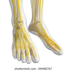 2,119 Foot nerves Images, Stock Photos & Vectors | Shutterstock