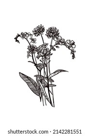 890 Forget Me Not Line Drawing Images, Stock Photos & Vectors ...