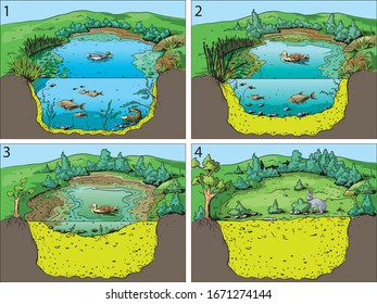 Illustration of four basic stages community succession in an open pond or swamp.